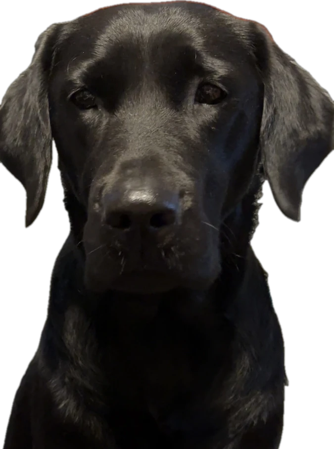 Bürohund Kaicy, ein schwarzer Labrador, schaut über die Linie